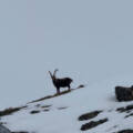 Spring Skiing, Wildlife Surprises, and a Snowstorm Incoming
